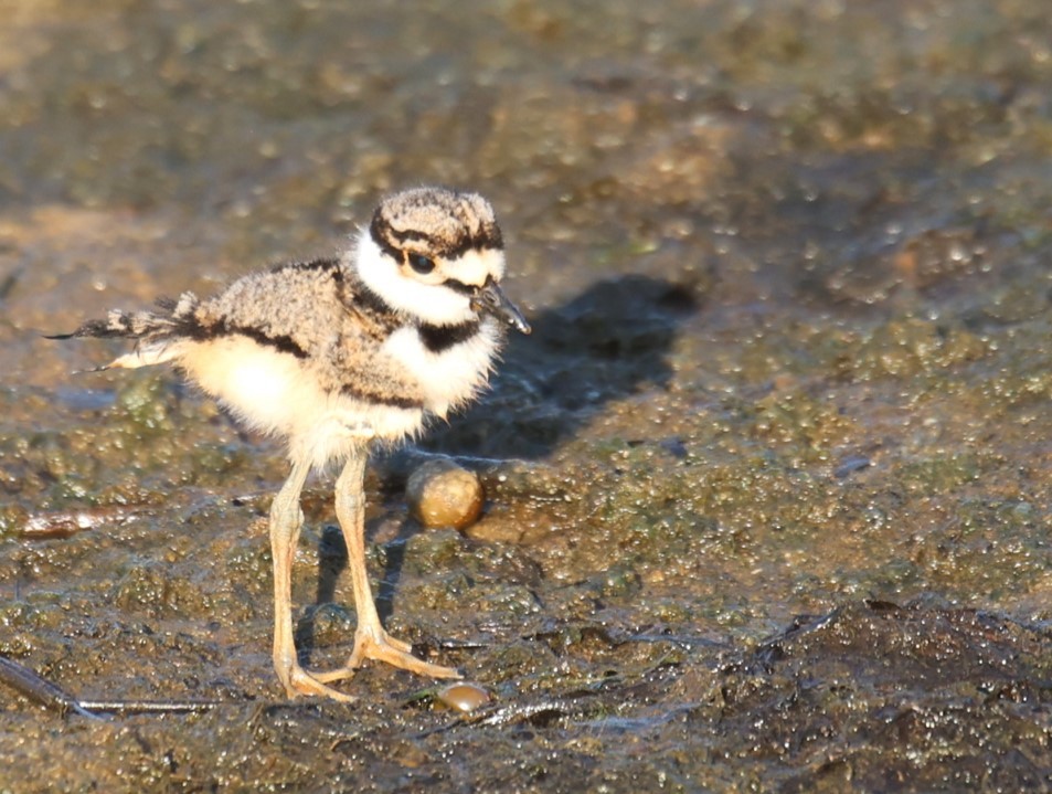 Killdeer - ML620803196