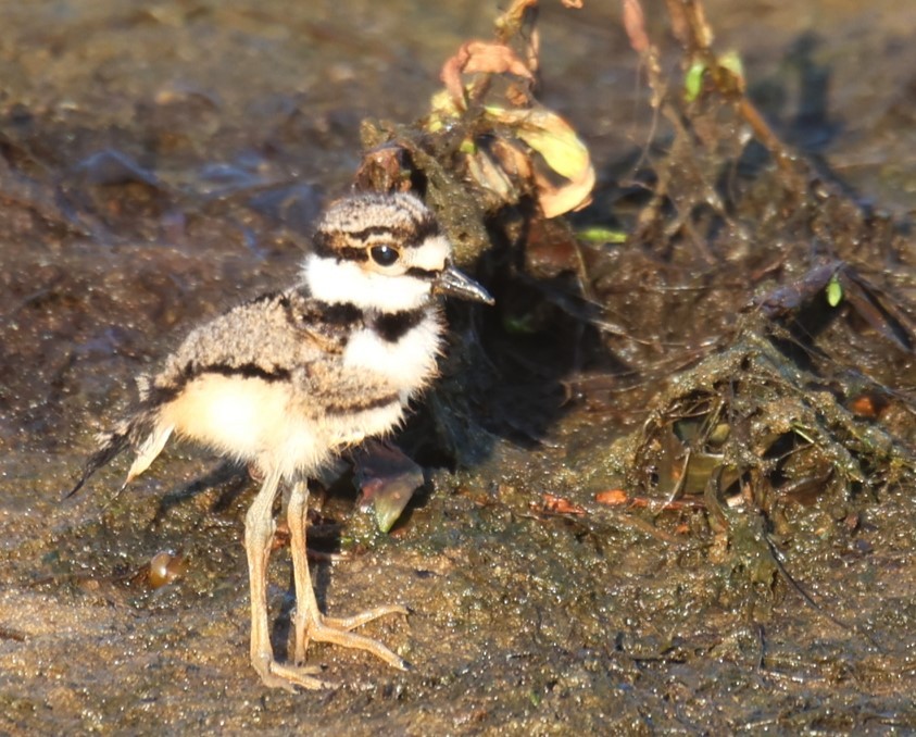 Killdeer - ML620803197