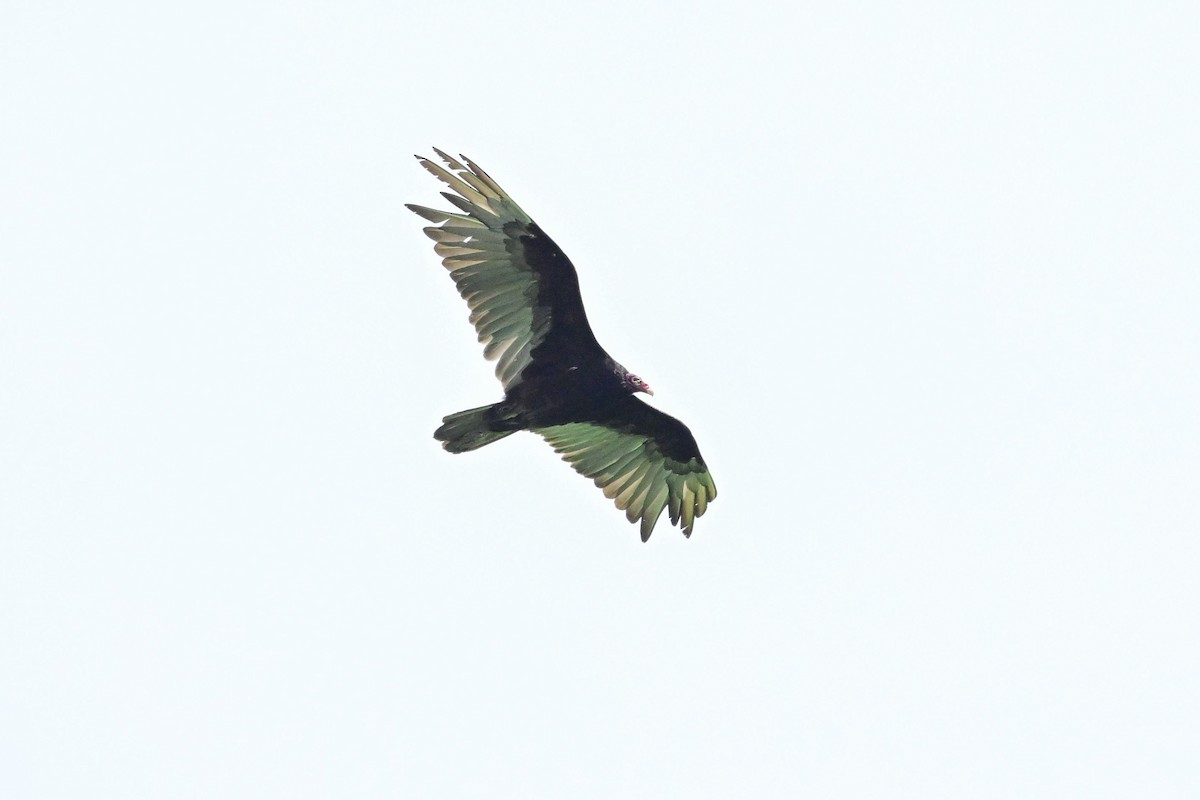 Turkey Vulture - ML620803201