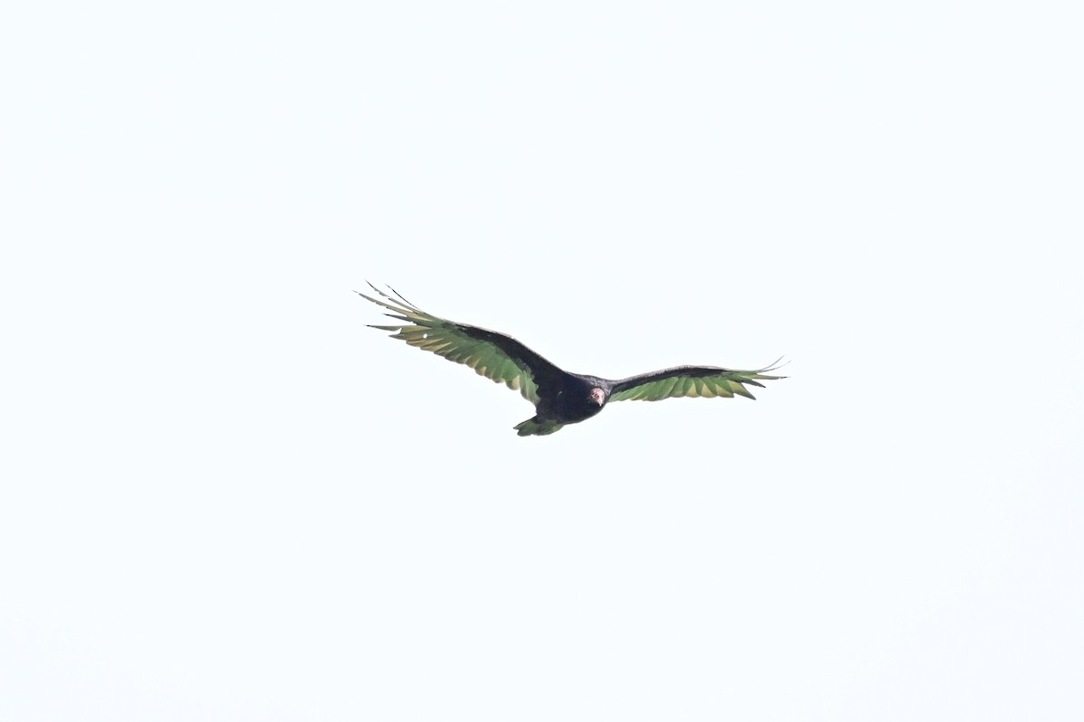 Turkey Vulture - ML620803202