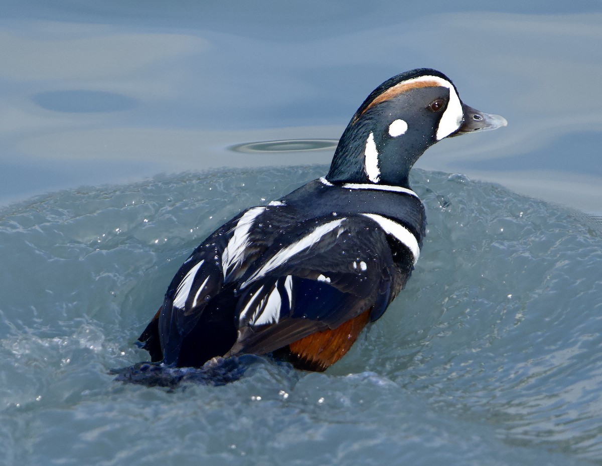 Harlequin Duck - ML620803203