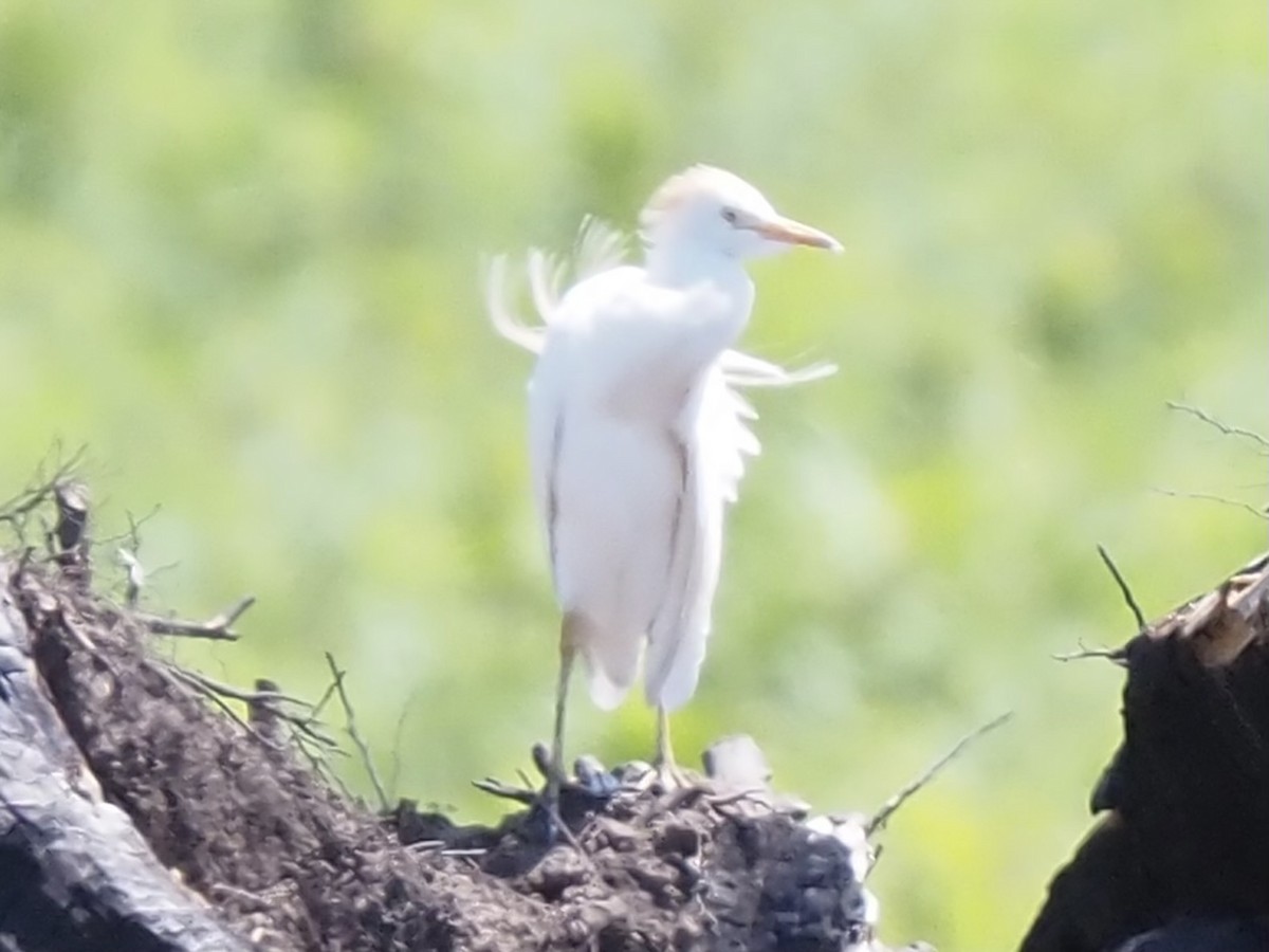 Western Cattle Egret - ML620803204