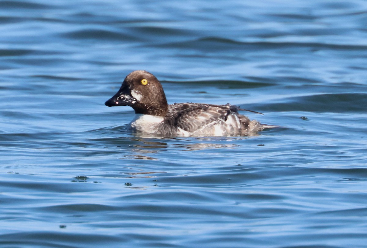 Barrow's Goldeneye - ML620803205