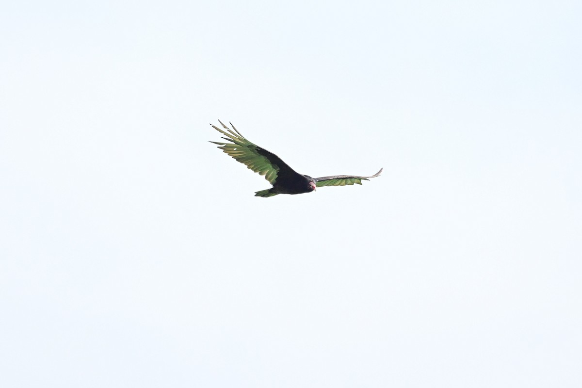 Turkey Vulture - ML620803206