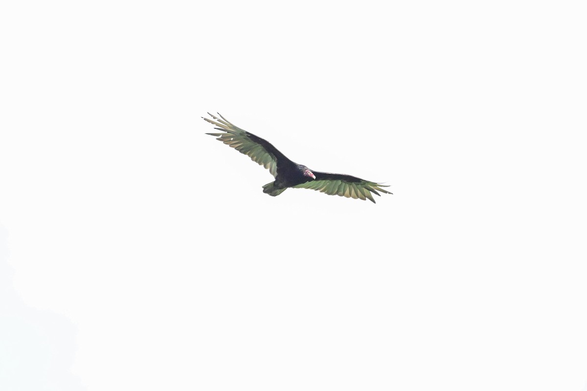 Turkey Vulture - ML620803208