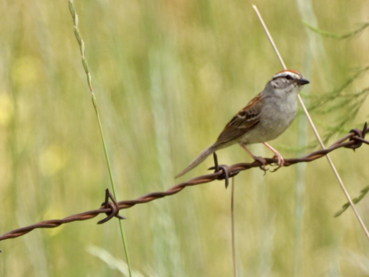 Chipping Sparrow - ML620803209