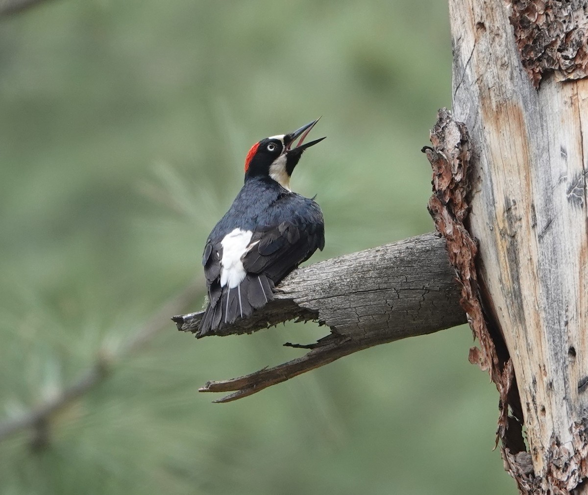 Acorn Woodpecker - ML620803213