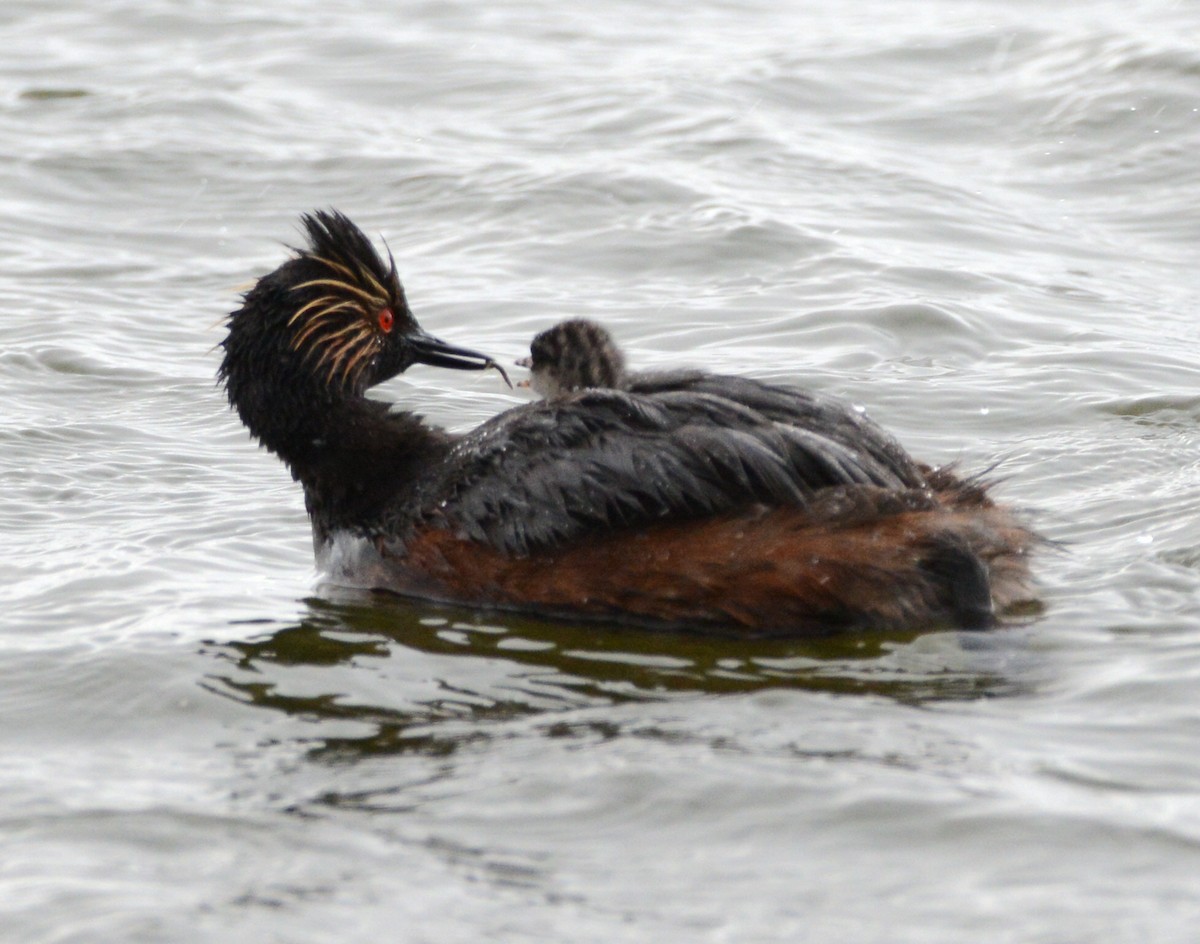 Eared Grebe - ML620803219