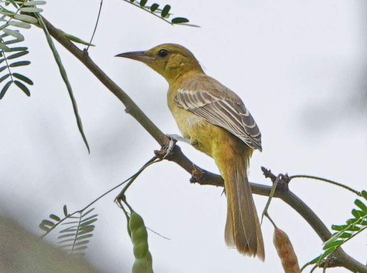 Hooded Oriole - ML620803224