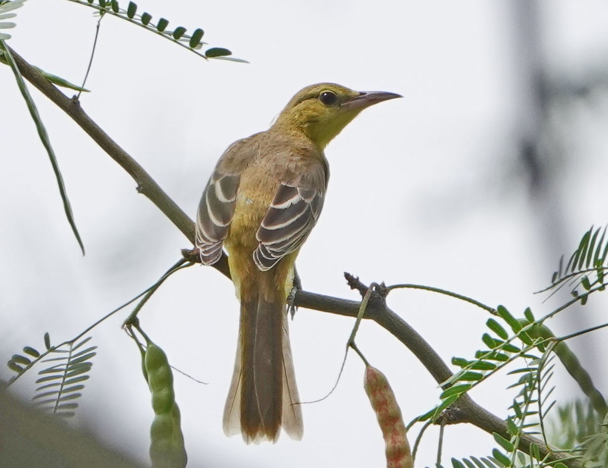 Hooded Oriole - Cathy Beck