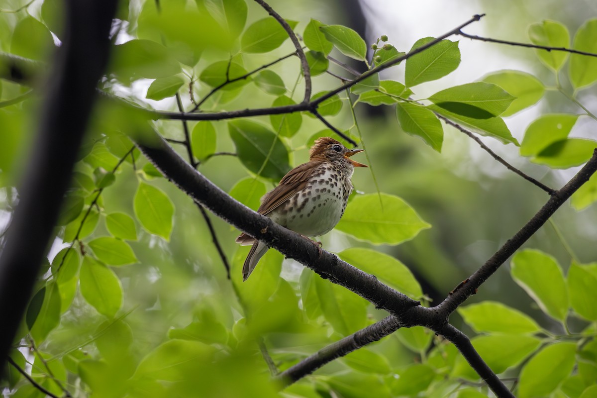 Wood Thrush - ML620803228