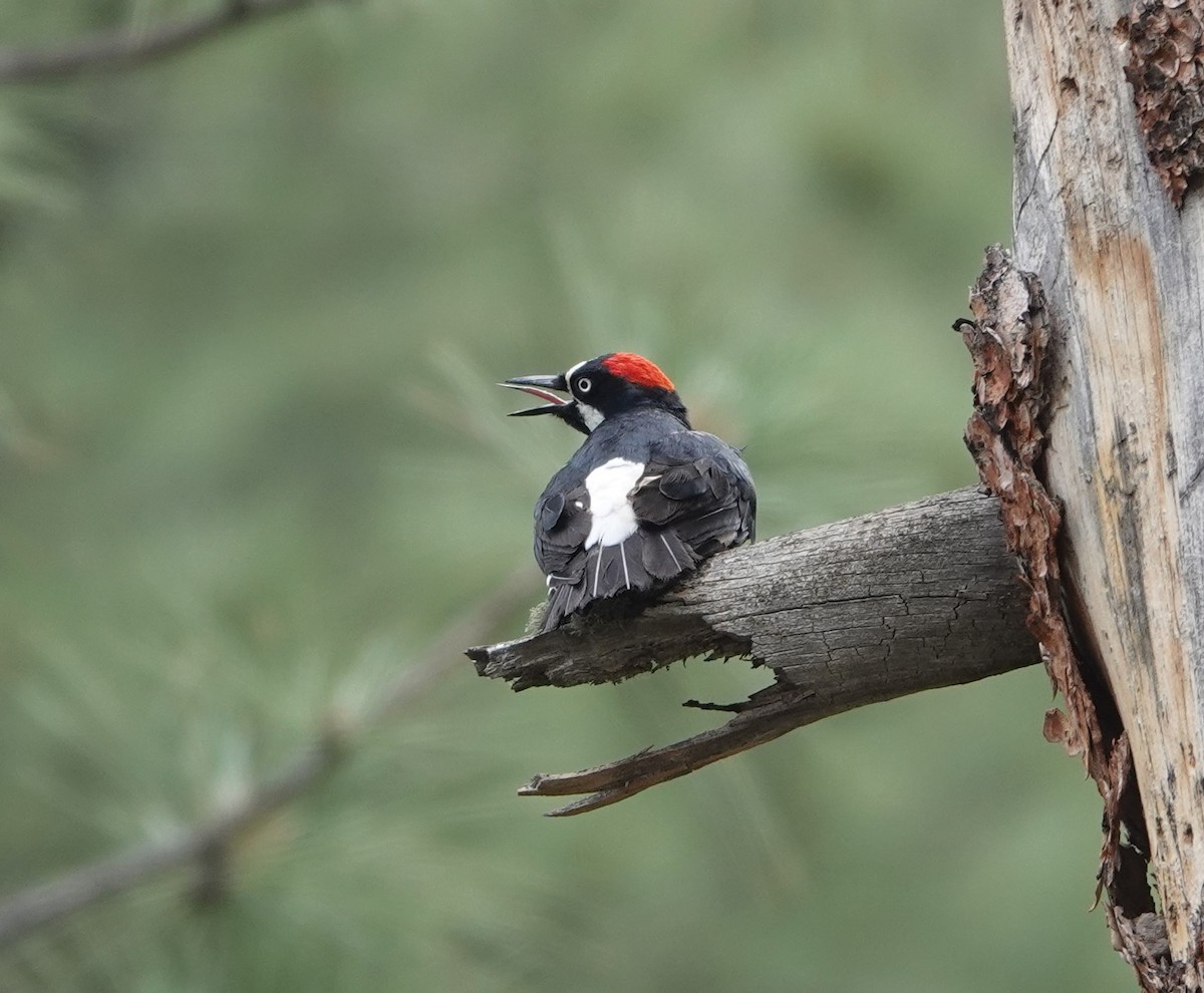 Acorn Woodpecker - ML620803229