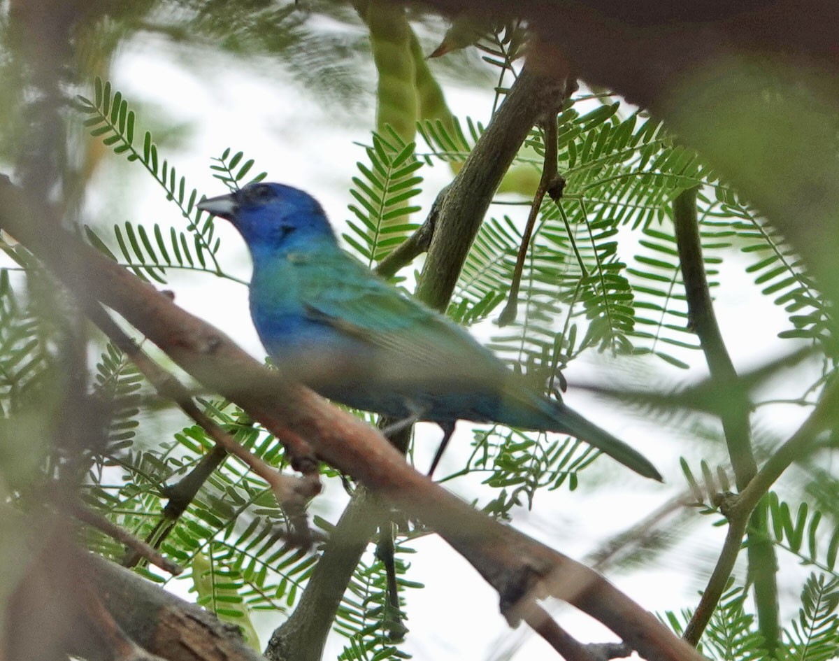 Indigo Bunting - ML620803233