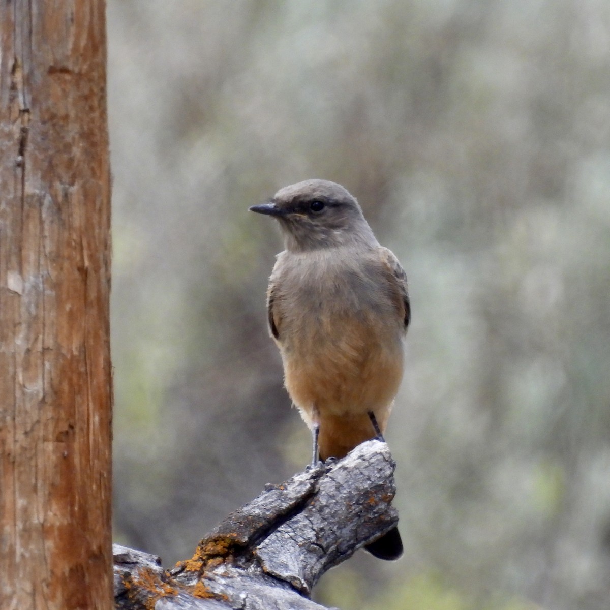 Say's Phoebe - ML620803238