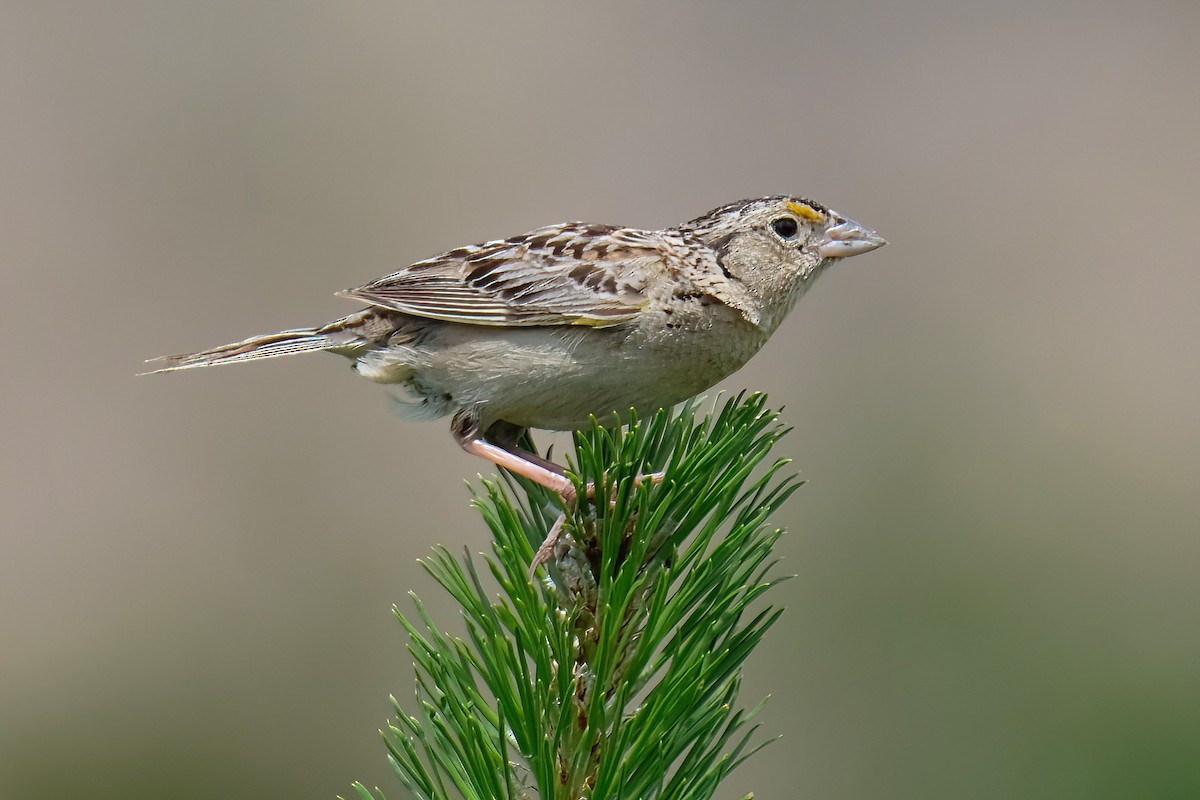 Grasshopper Sparrow - ML620803252