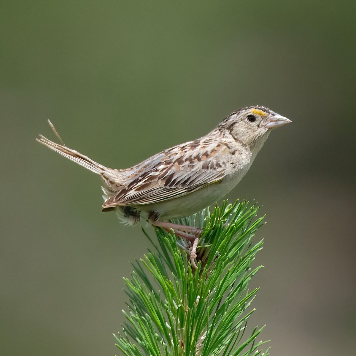 Grasshopper Sparrow - ML620803269