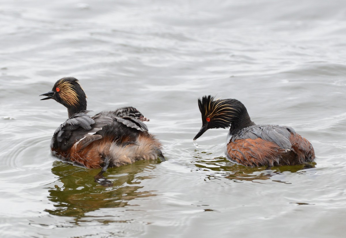 Eared Grebe - Vicki Buchwald