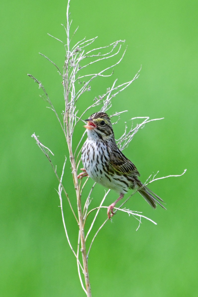 Savannah Sparrow - ML620803274