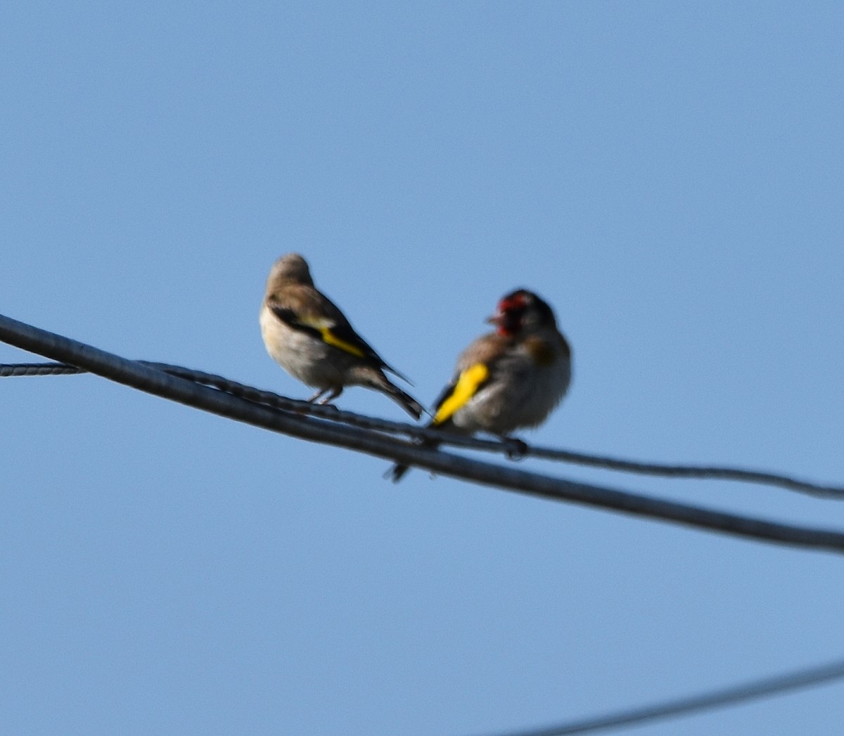 European Goldfinch - ML620803276