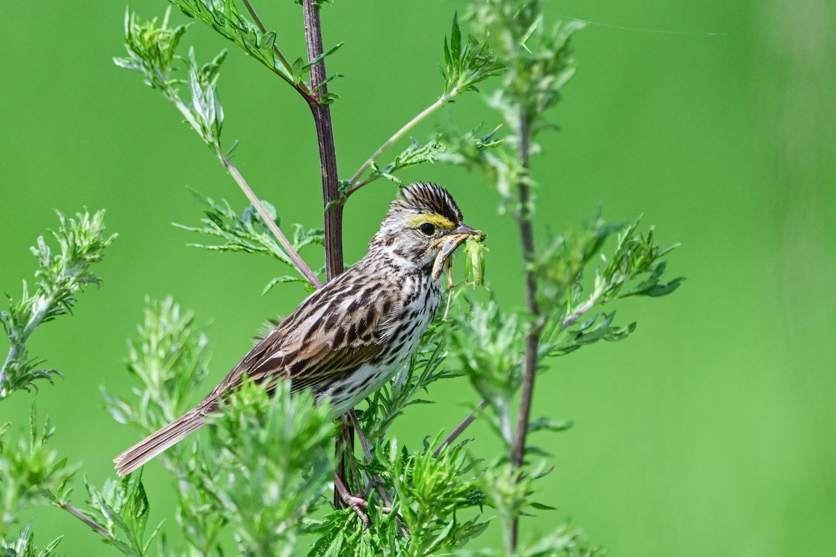 Savannah Sparrow - ML620803277