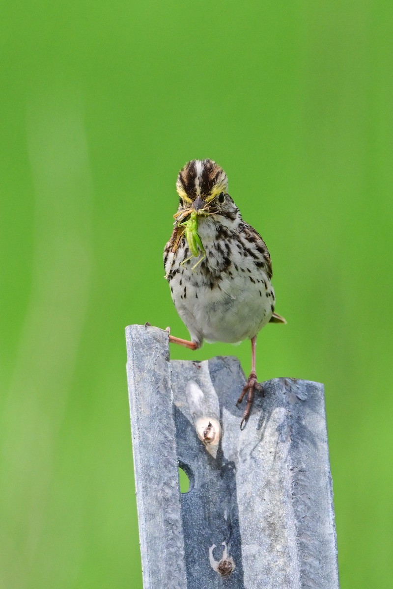 Savannah Sparrow - ML620803281