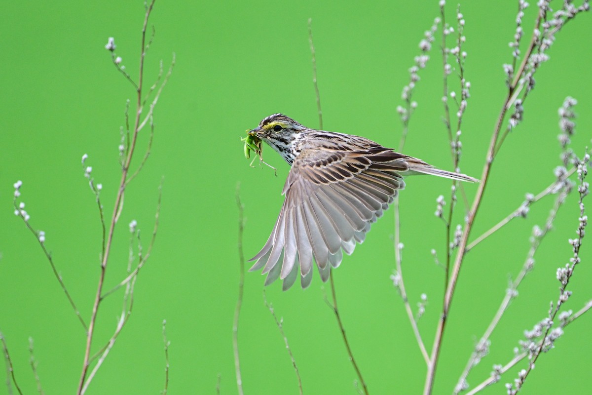 Savannah Sparrow - ML620803283