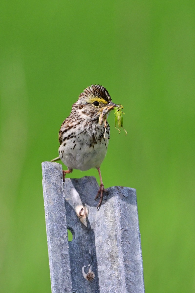 Savannah Sparrow - ML620803284