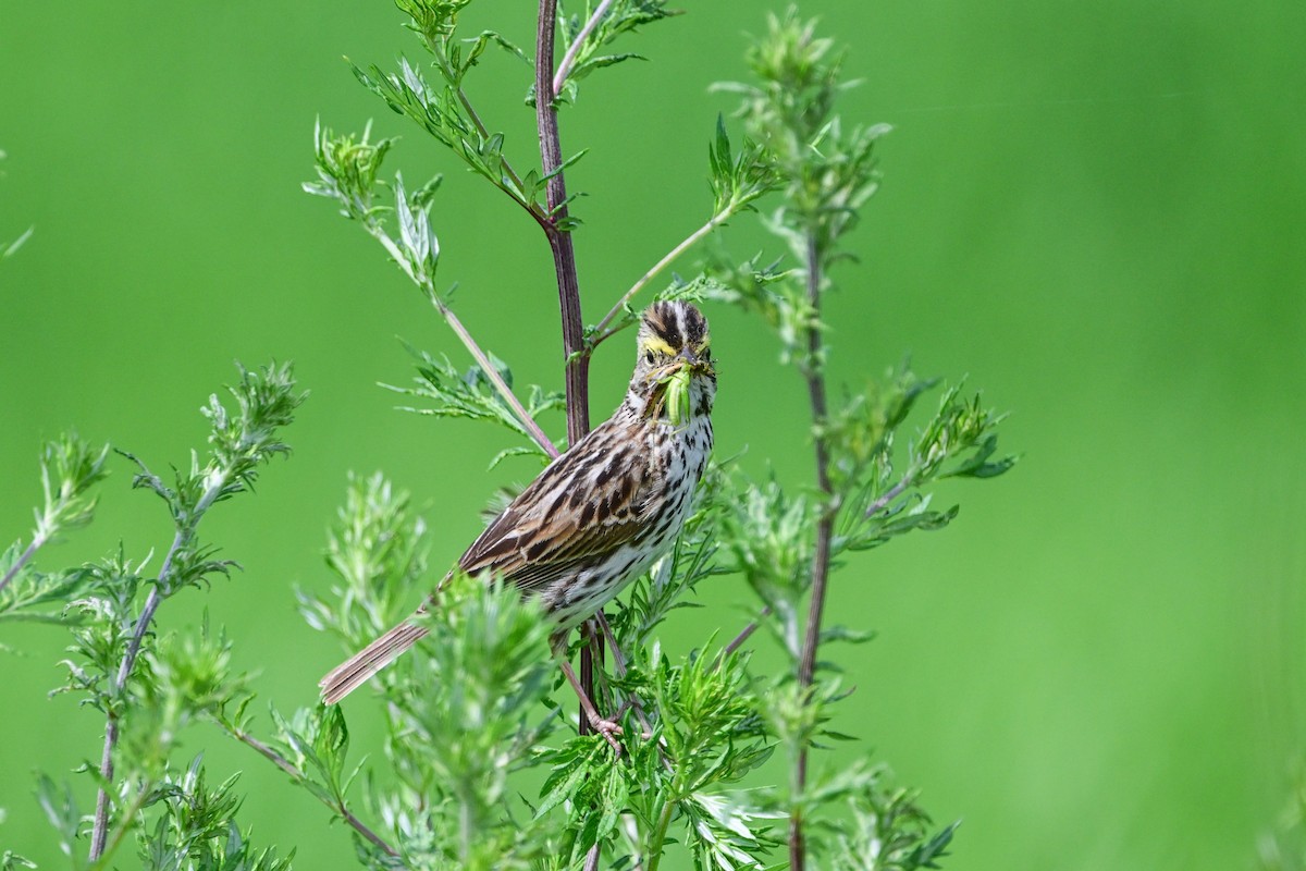 Savannah Sparrow - ML620803285