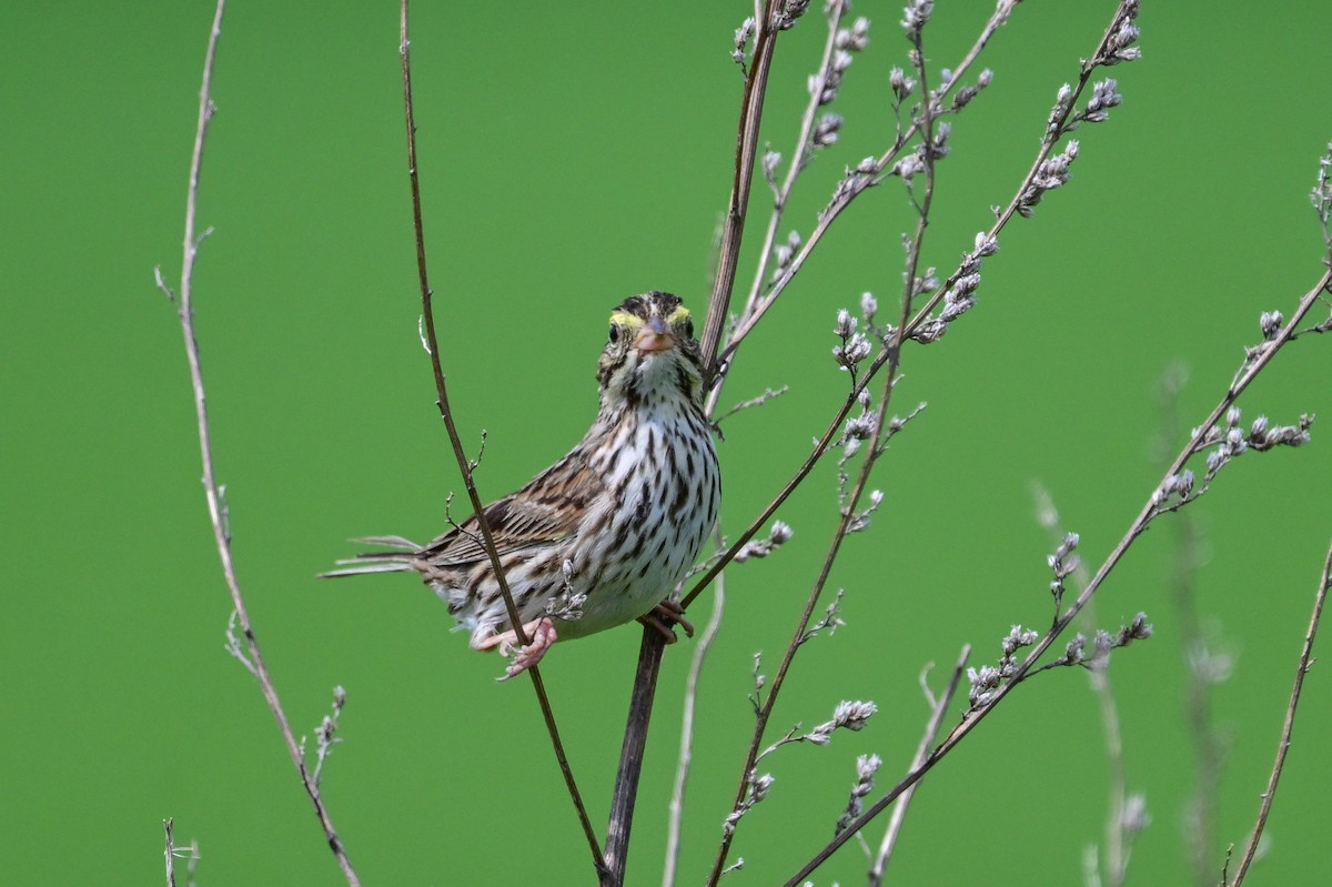 Savannah Sparrow - ML620803286