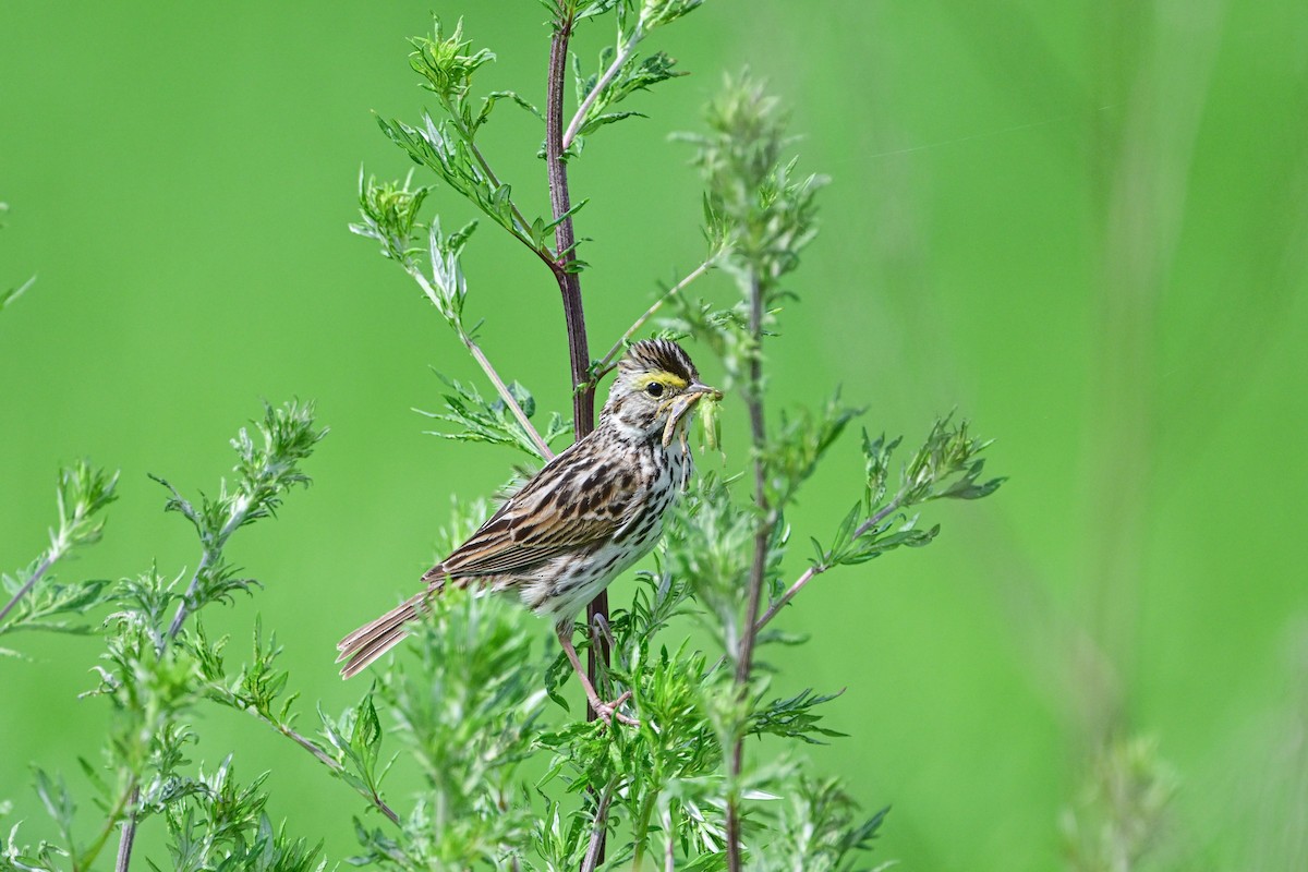 Savannah Sparrow - ML620803287