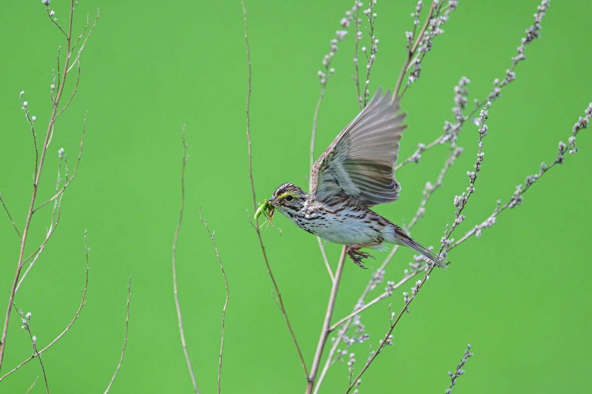 Savannah Sparrow - ML620803288