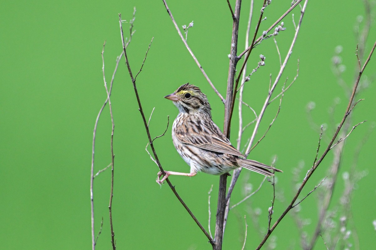 Savannah Sparrow - ML620803289