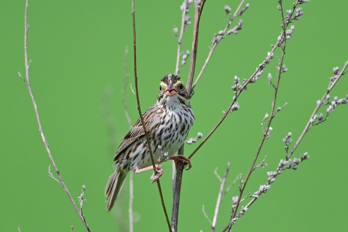 Savannah Sparrow - ML620803290