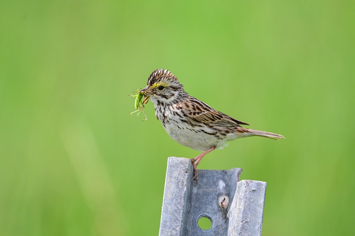 Savannah Sparrow - ML620803294