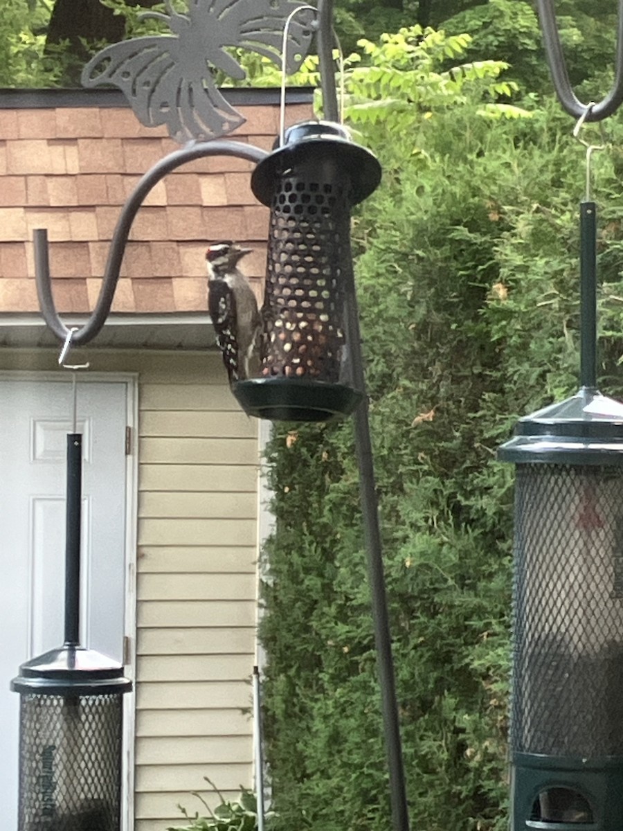 Hairy Woodpecker - ML620803297