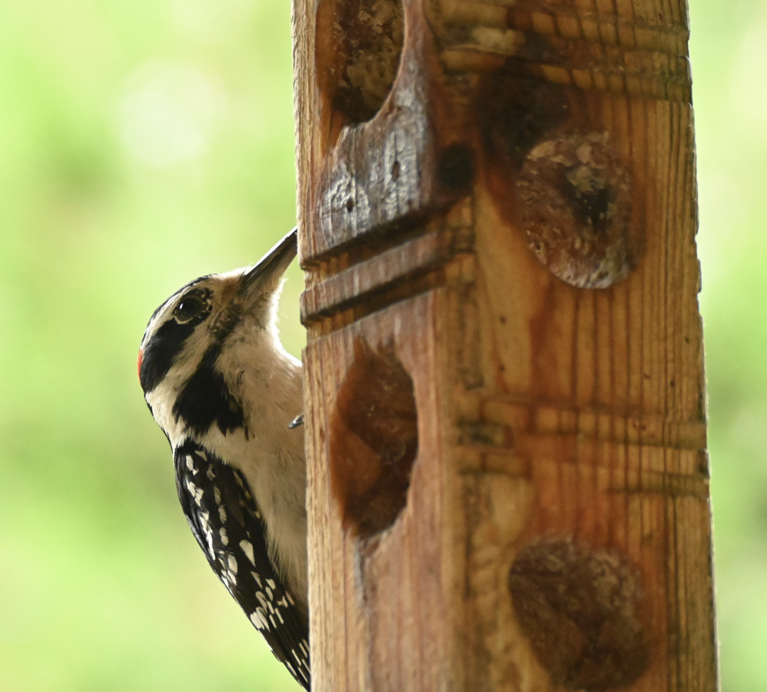 Hairy Woodpecker - ML620803300