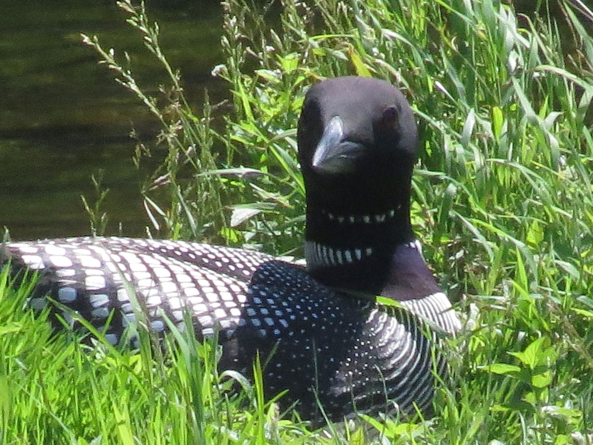 Common Loon - ML620803303