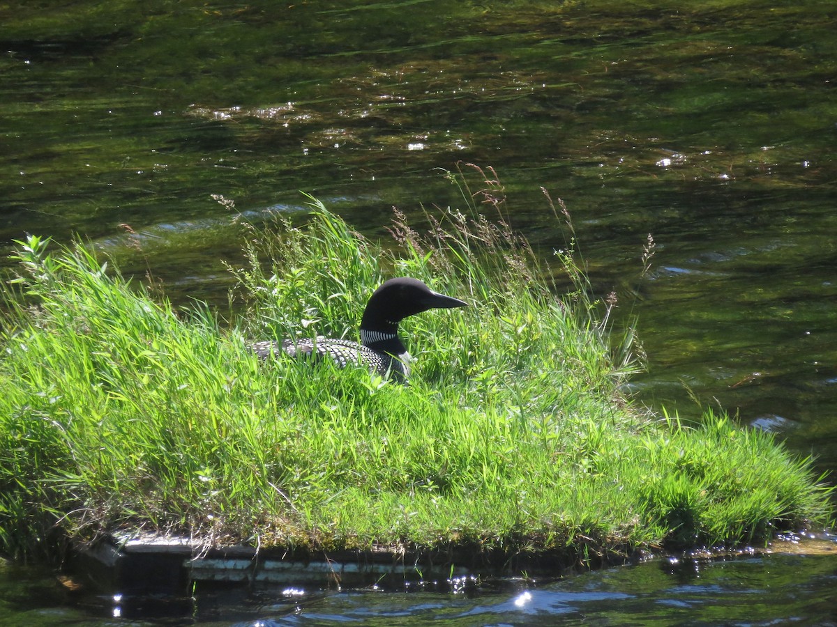 Common Loon - ML620803309