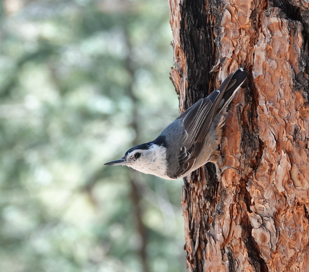 White-breasted Nuthatch - ML620803311