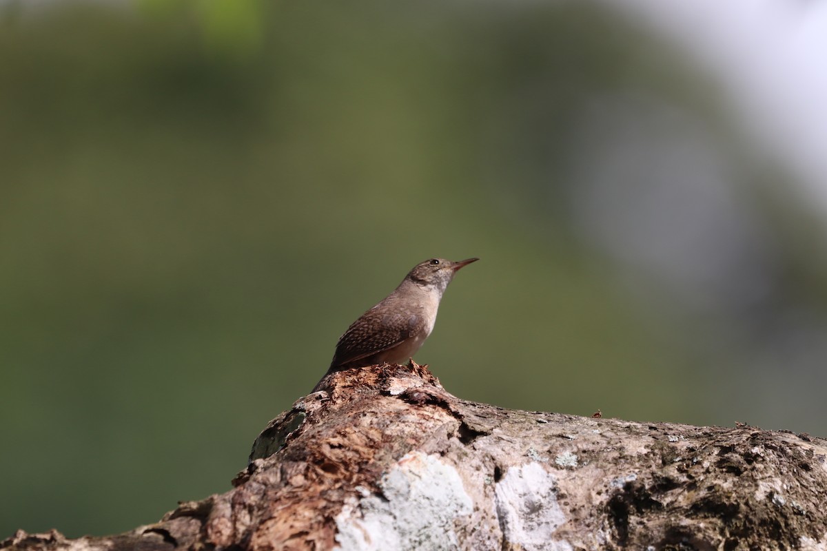 House Wren - ML620803313