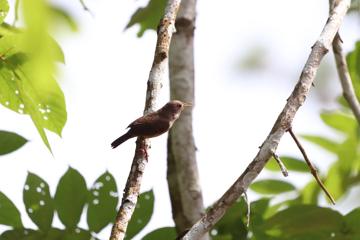 House Wren - ML620803314