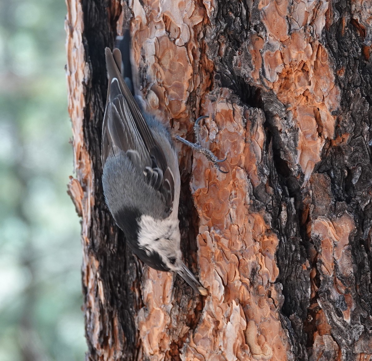 White-breasted Nuthatch - ML620803315