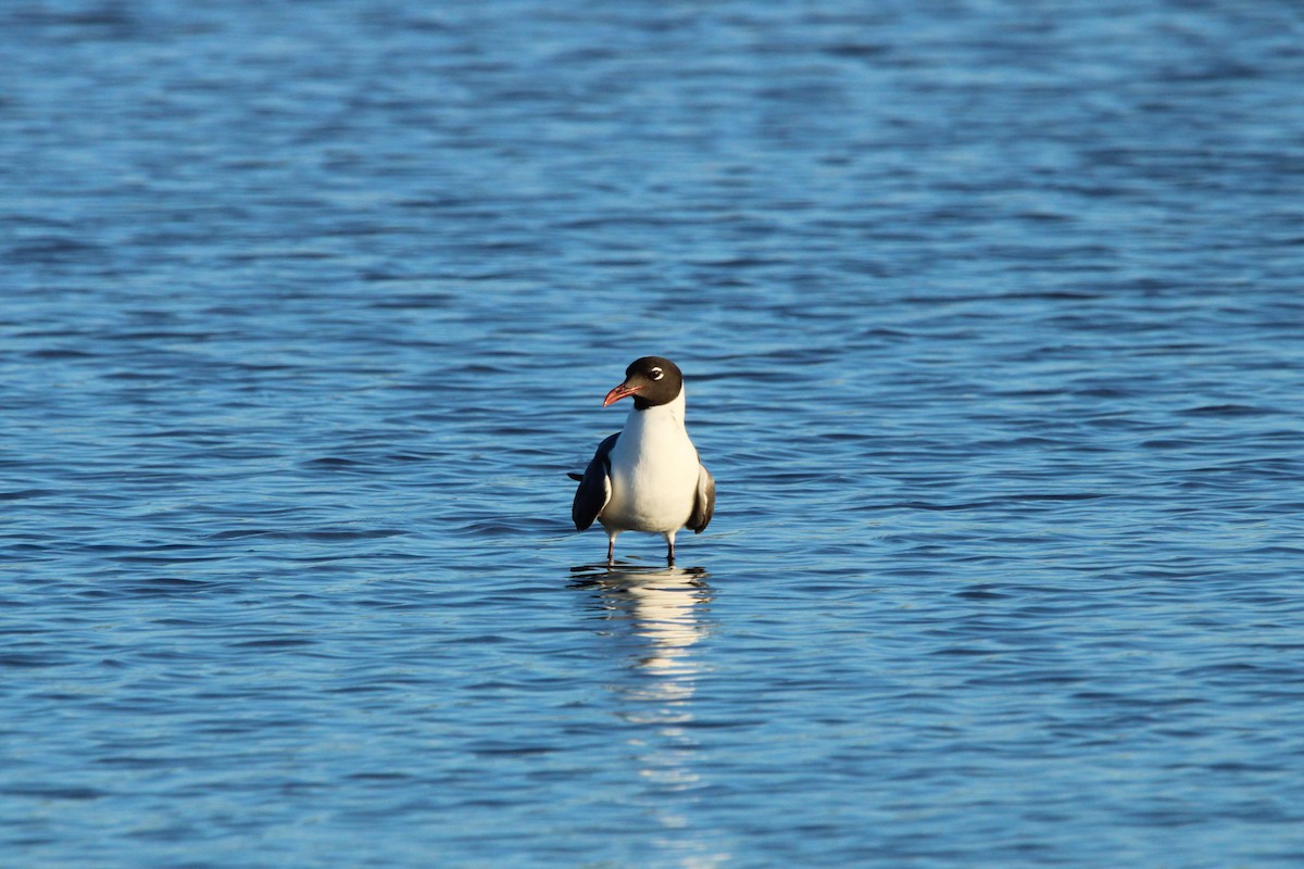 Mouette atricille - ML620803321