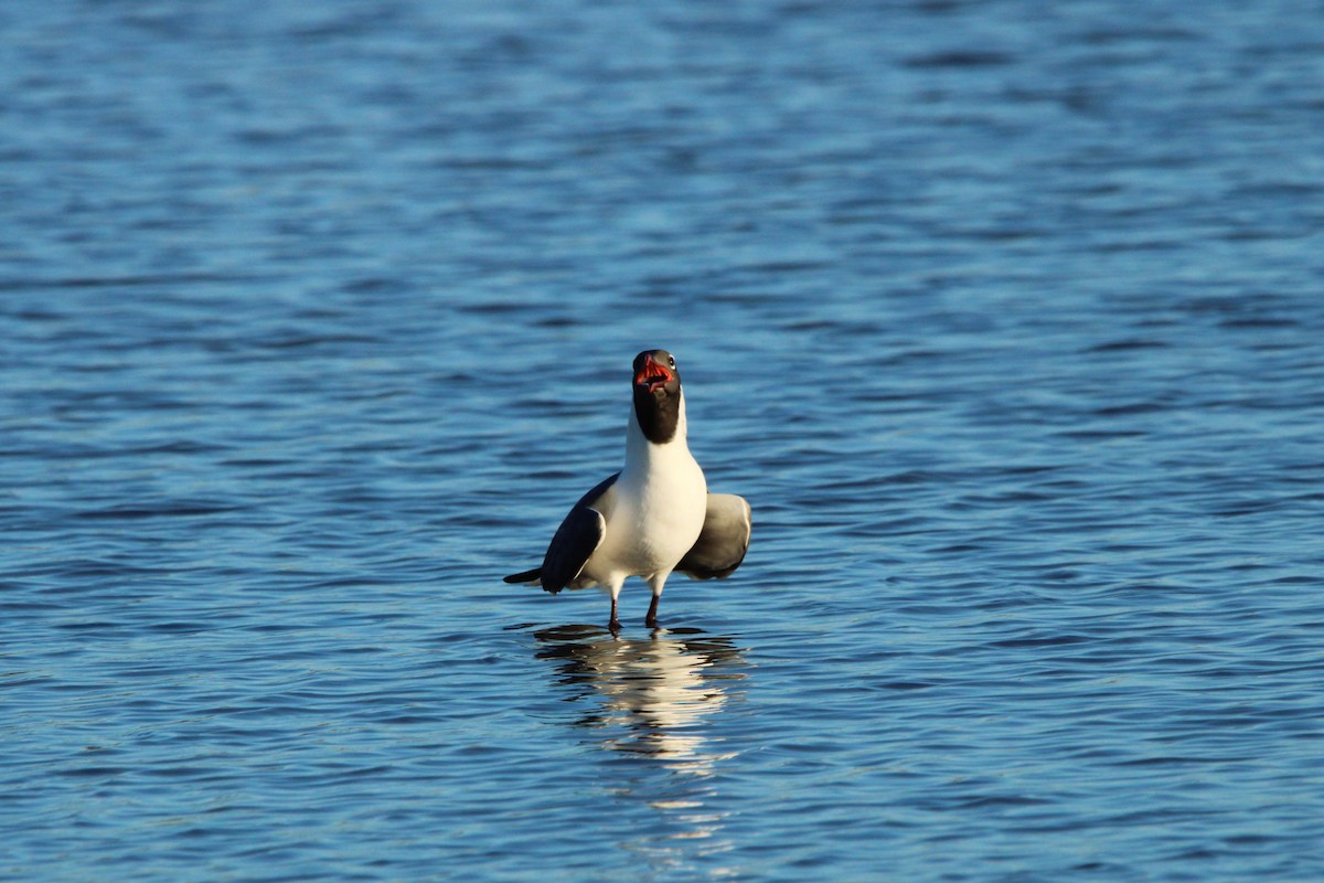 Gaviota Guanaguanare - ML620803324