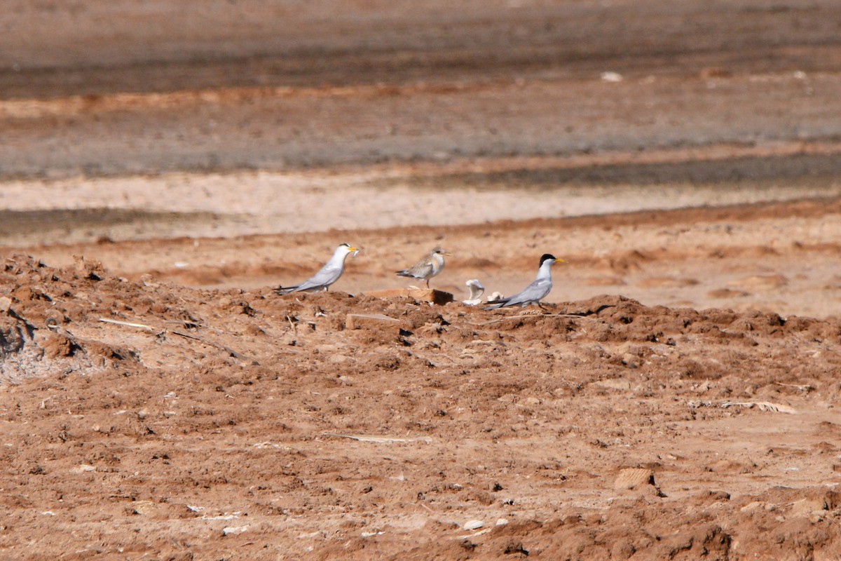 Least Tern - ML620803326