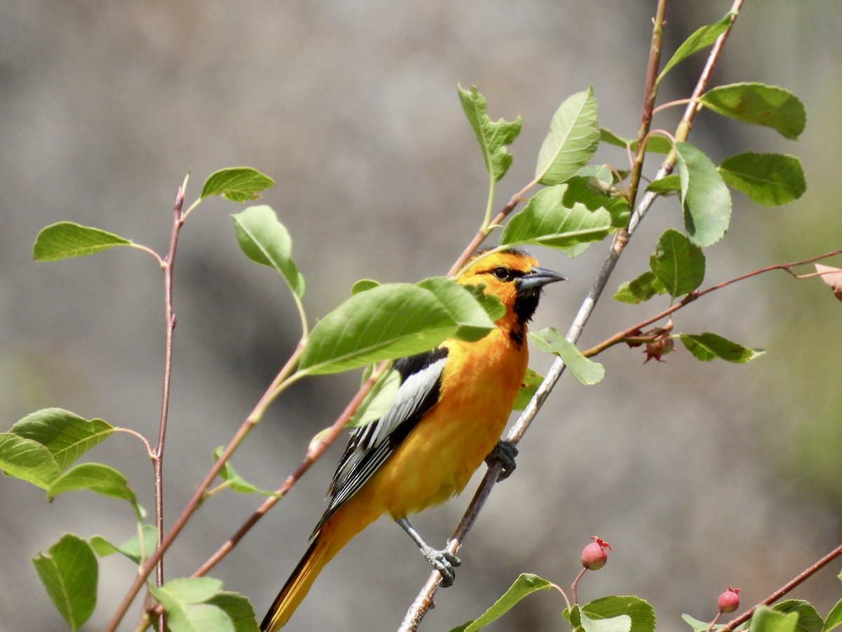 Bullock's Oriole - ML620803333