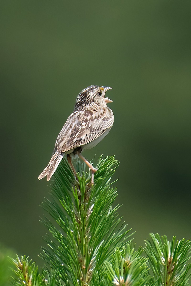 Grasshopper Sparrow - ML620803334