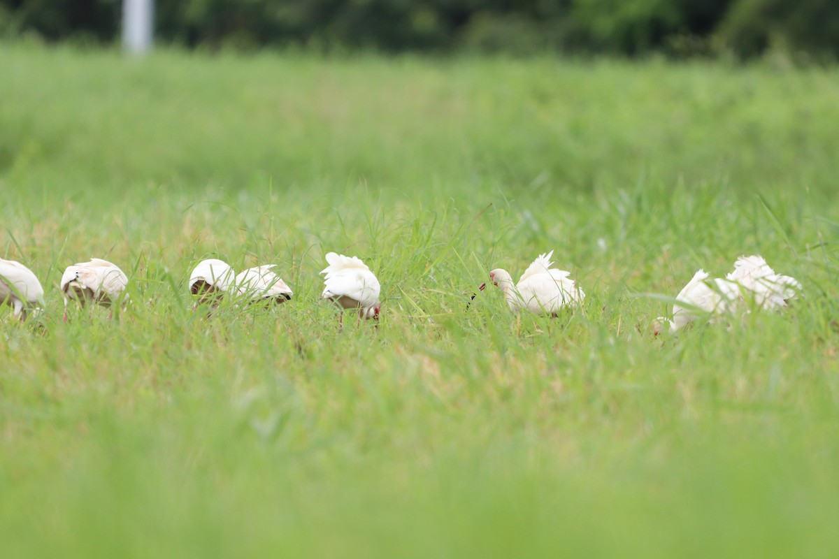 White Ibis - ML620803348