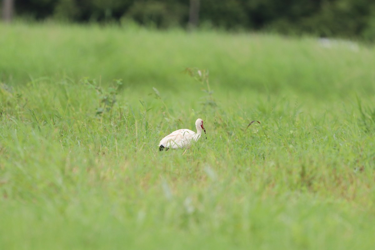 White Ibis - ML620803349