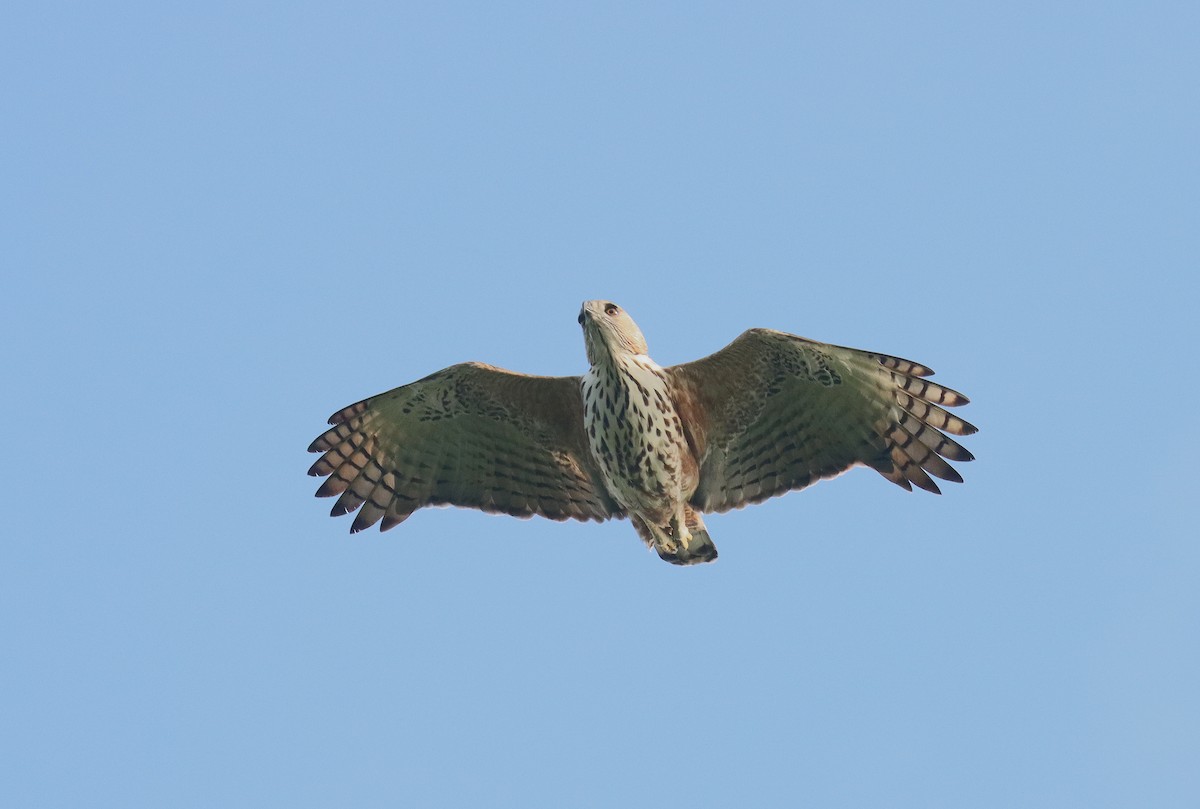 Changeable Hawk-Eagle - ML620803358